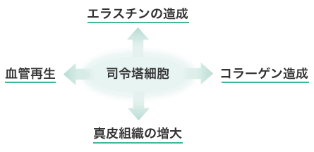 GF(成長因子)の働き