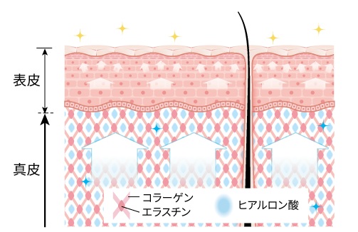 脂肪層の様子と表皮・真皮の様子